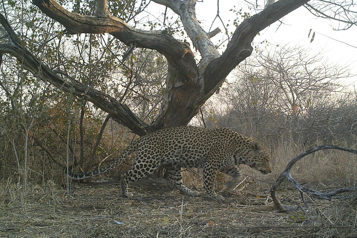 Leopard Hunt 2018
