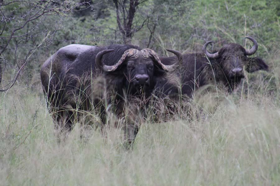 Büffel im Nkasa Rupara Nationalpark