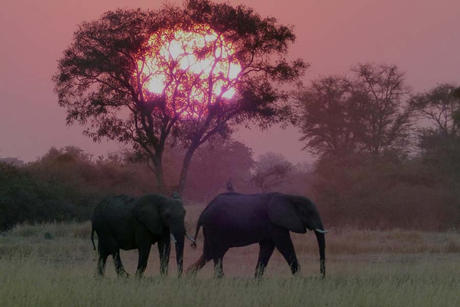 Elefant in der Zambezi Region