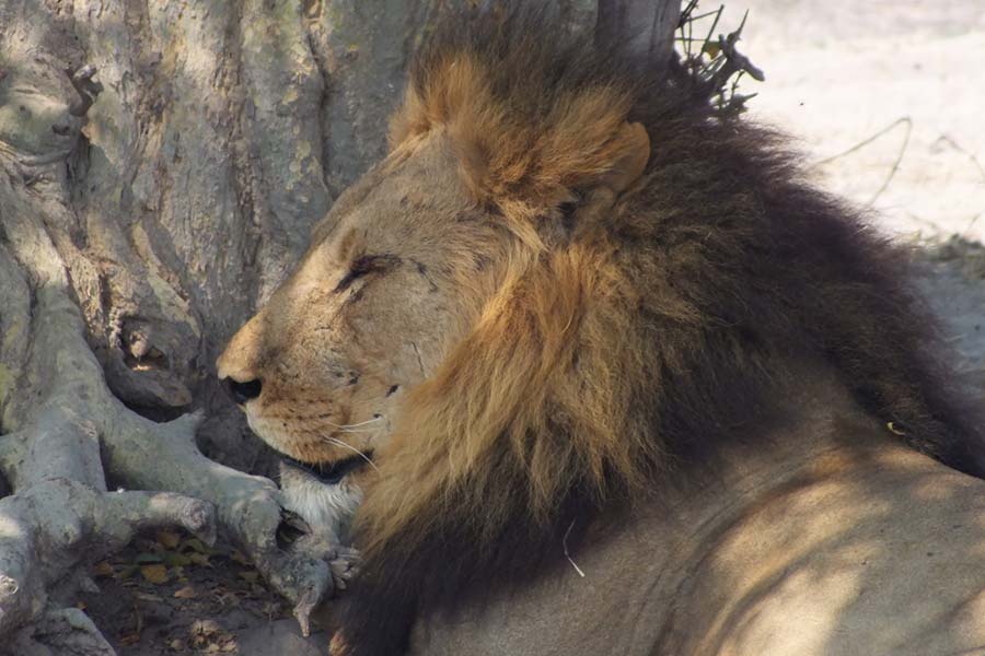 Lion in Central Namibia
